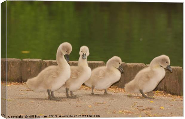 Four young Cygnets walking around the park Canvas Print by Will Badman