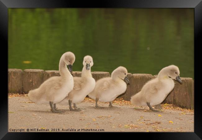 Four young Cygnets walking around the park Framed Print by Will Badman