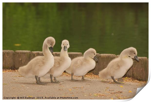 Four young Cygnets walking around the park Print by Will Badman