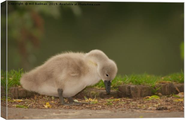 Young Cygnet at Ninesprings Yeovil Somerset Canvas Print by Will Badman