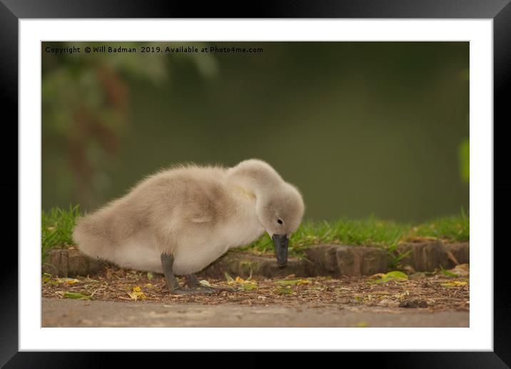 Young Cygnet at Ninesprings Yeovil Somerset Framed Mounted Print by Will Badman