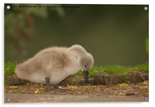 Young Cygnet at Ninesprings Yeovil Somerset Acrylic by Will Badman