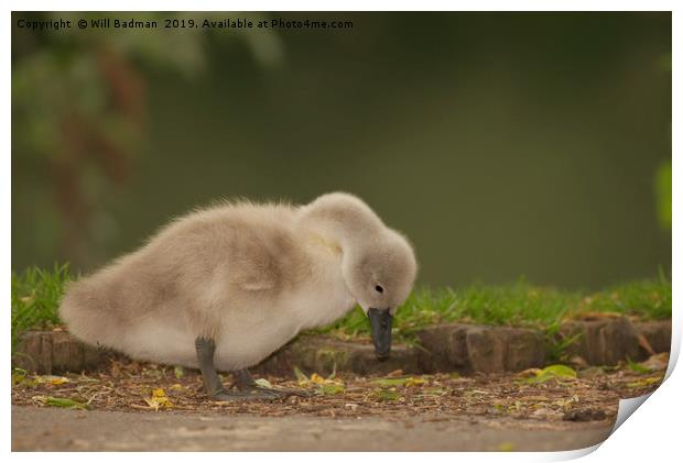 Young Cygnet at Ninesprings Yeovil Somerset Print by Will Badman