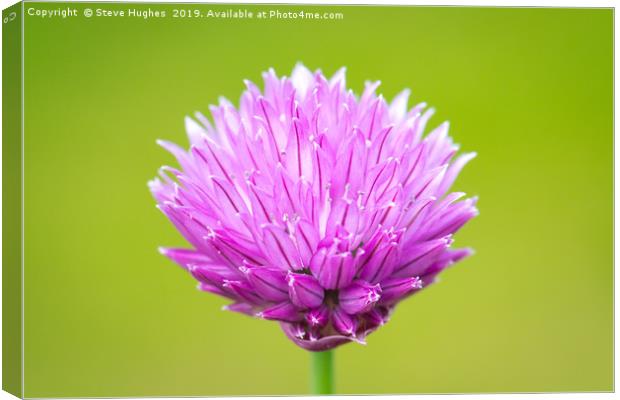 Single Chive flower Canvas Print by Steve Hughes