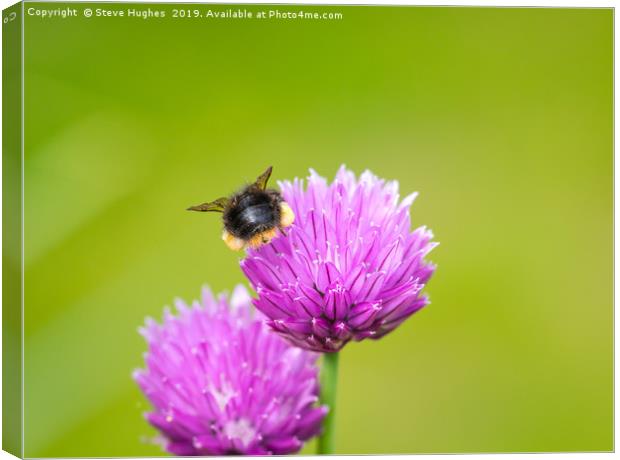 Beehind on a chive flower Canvas Print by Steve Hughes