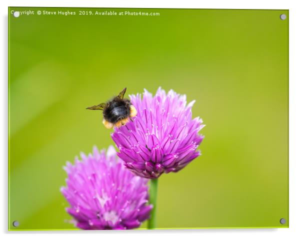 Beehind on a chive flower Acrylic by Steve Hughes