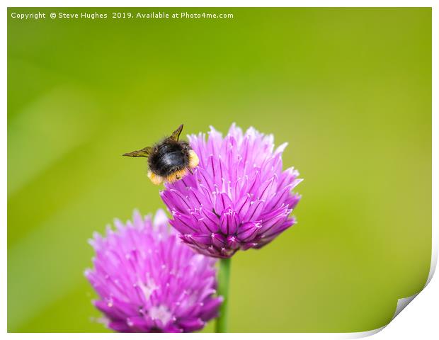 Beehind on a chive flower Print by Steve Hughes