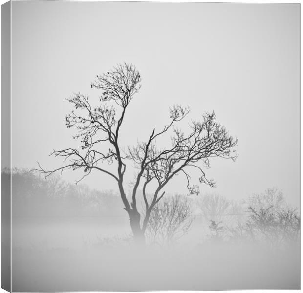 misty trees  Canvas Print by Jason Thompson