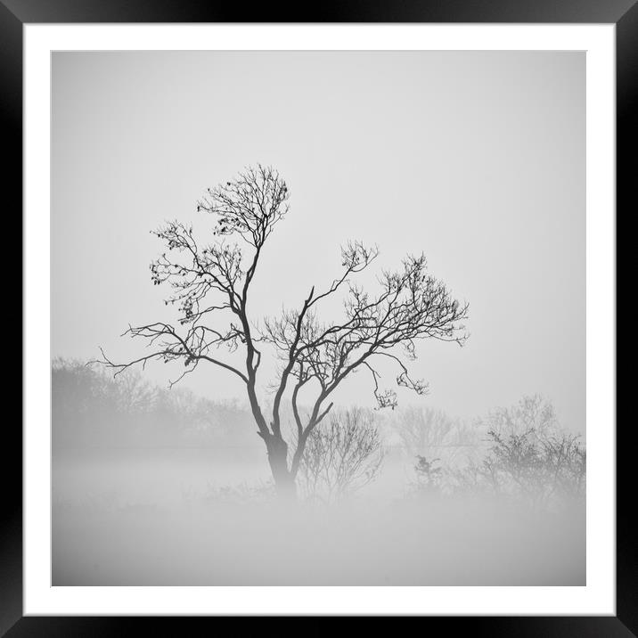 misty trees  Framed Mounted Print by Jason Thompson