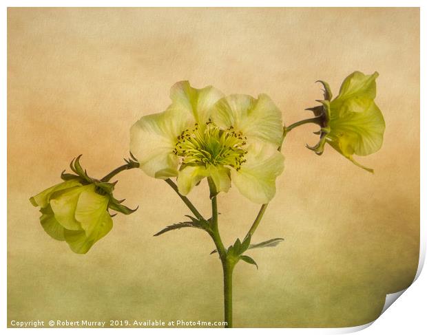 Yellow Geum Flowers Print by Robert Murray