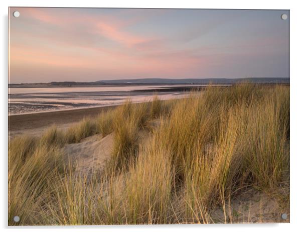 Dune grass on the sandy beach of Instow at Sunset Acrylic by Tony Twyman