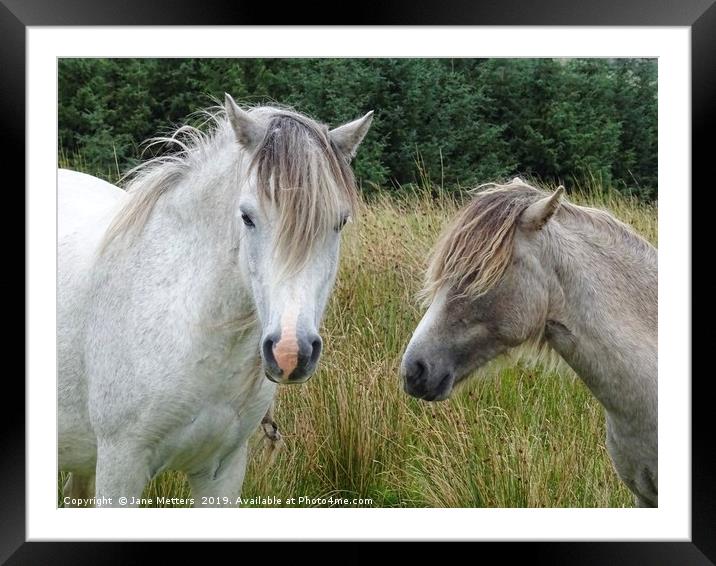 Brecon Ponies Framed Mounted Print by Jane Metters