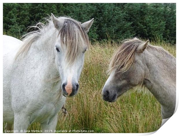 Brecon Ponies Print by Jane Metters