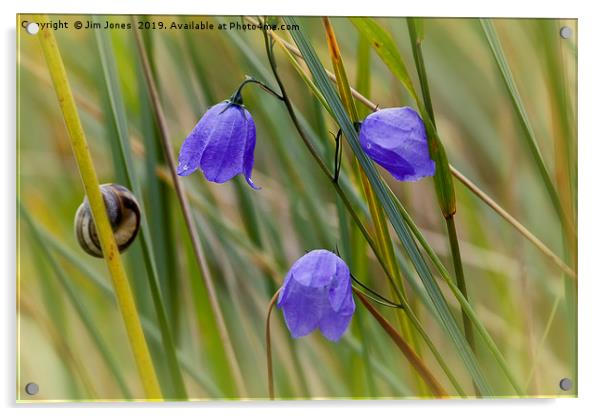 English Wild Flowers - Harebells Acrylic by Jim Jones