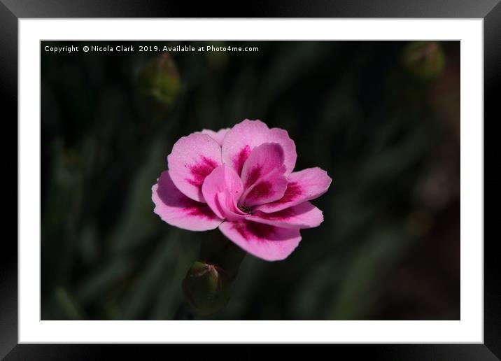 Dianthus Framed Mounted Print by Nicola Clark