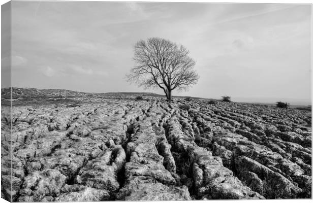 The Lone Tree Malham in monochrome Canvas Print by Diana Mower