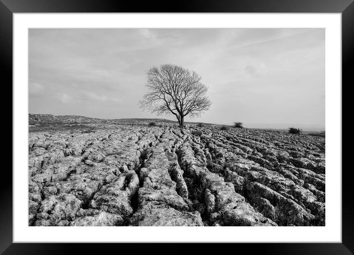 The Lone Tree Malham in monochrome Framed Mounted Print by Diana Mower