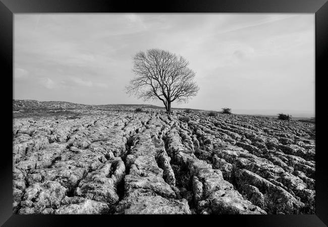 The Lone Tree Malham in monochrome Framed Print by Diana Mower