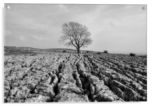 The Lone Tree Malham in monochrome Acrylic by Diana Mower