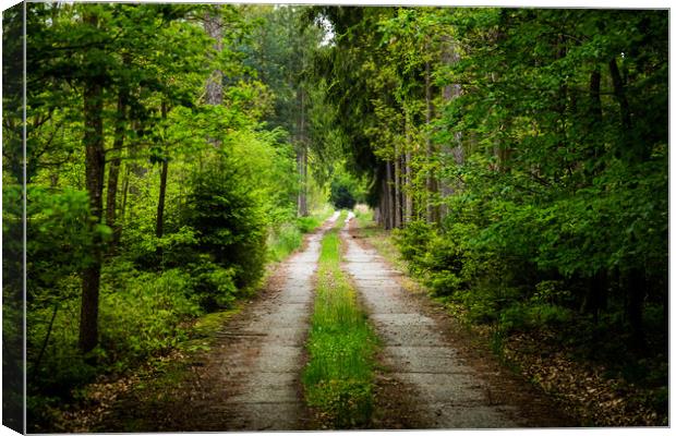 Road in early summer forest. National park Sumava. Canvas Print by Sergey Fedoskin