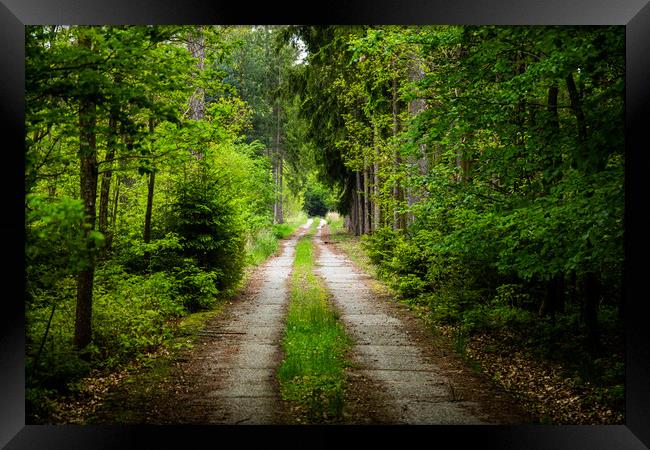 Road in early summer forest. National park Sumava. Framed Print by Sergey Fedoskin