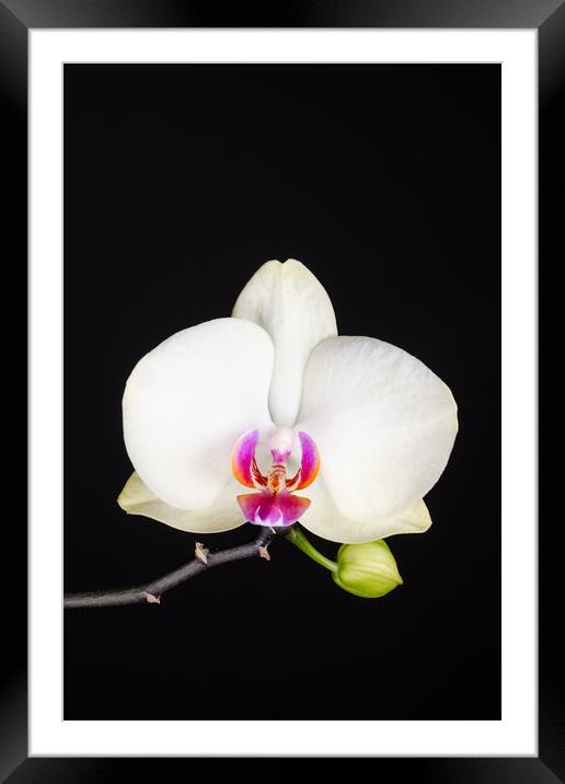 White Orchid Still Life  Framed Mounted Print by Mike C.S.