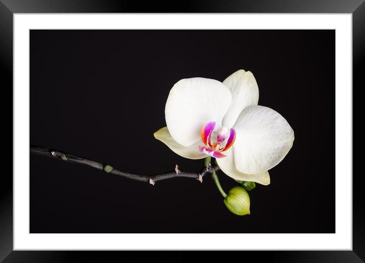 White Orchid Still Life  Framed Mounted Print by Mike C.S.