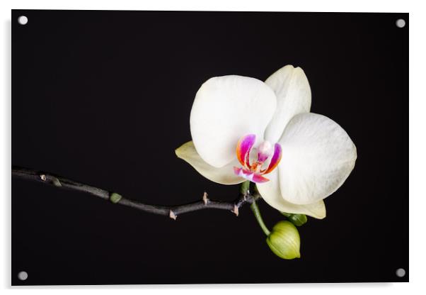 White Orchid Still Life  Acrylic by Mike C.S.