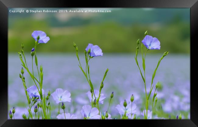 Three pretty blue flax flowers in an English field Framed Print by Stephen Robinson
