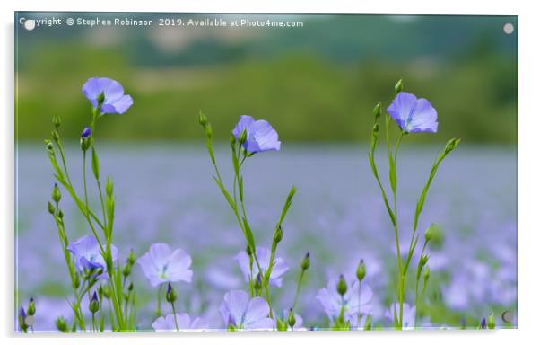 Three pretty blue flax flowers in an English field Acrylic by Stephen Robinson