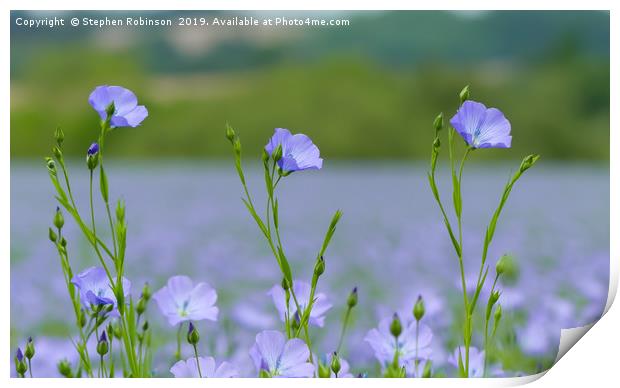 Three pretty blue flax flowers in an English field Print by Stephen Robinson