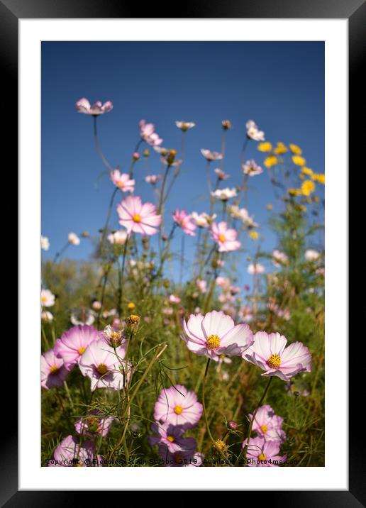 Cosmos against a Summer Sky Framed Mounted Print by Freddie Watson Stubbs