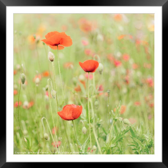 Pastel Poppies Framed Mounted Print by Natalie Kinnear