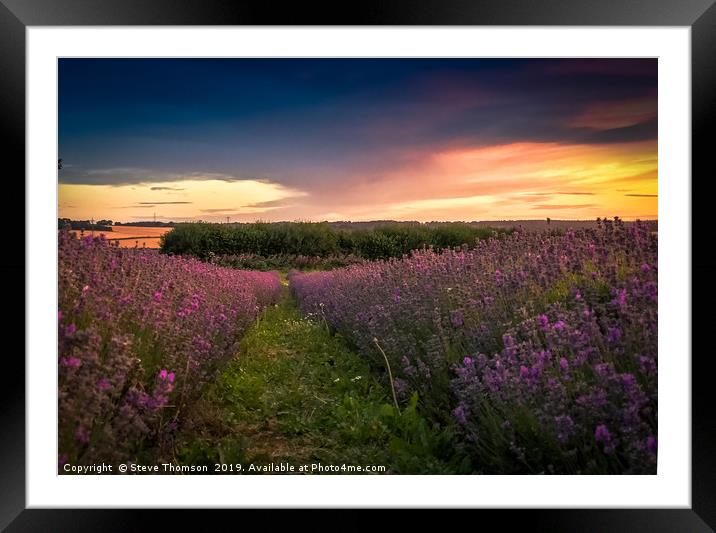 Lavender Field Sunset Framed Mounted Print by Steve Thomson