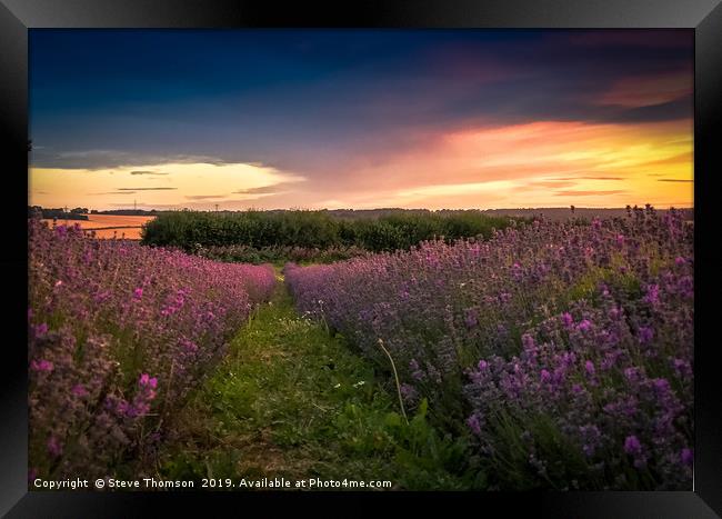Lavender Field Sunset Framed Print by Steve Thomson