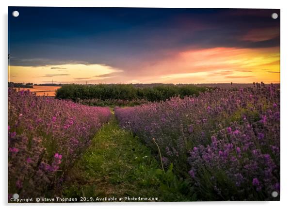 Lavender Field Sunset Acrylic by Steve Thomson