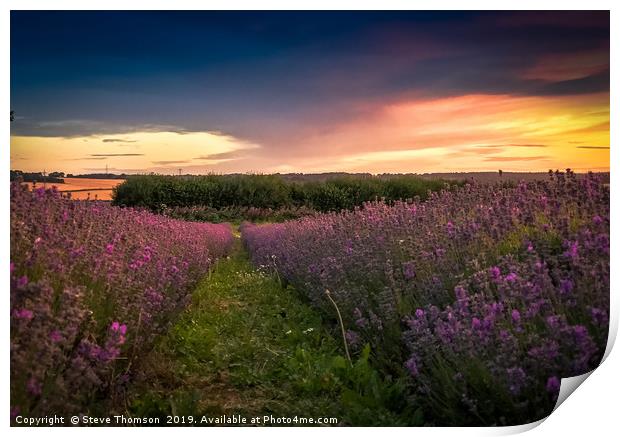 Lavender Field Sunset Print by Steve Thomson