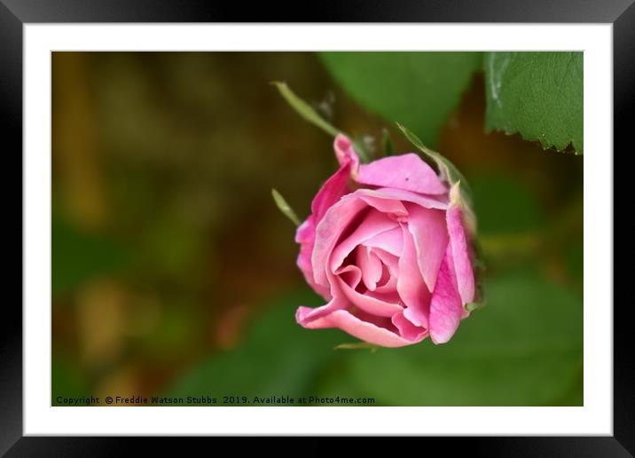 Pink Rose Bloom Framed Mounted Print by Freddie Watson Stubbs
