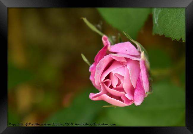 Pink Rose Bloom Framed Print by Freddie Watson Stubbs