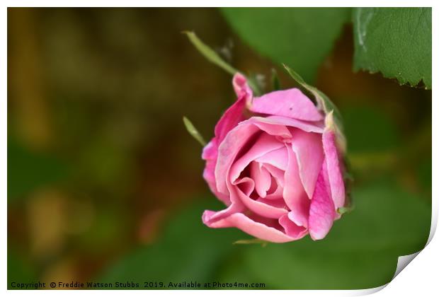 Pink Rose Bloom Print by Freddie Watson Stubbs