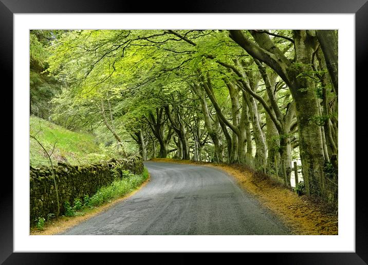 Beech trees in Cumbria Framed Mounted Print by JC studios LRPS ARPS