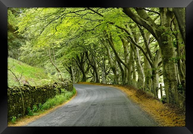 Beech trees in Cumbria Framed Print by JC studios LRPS ARPS