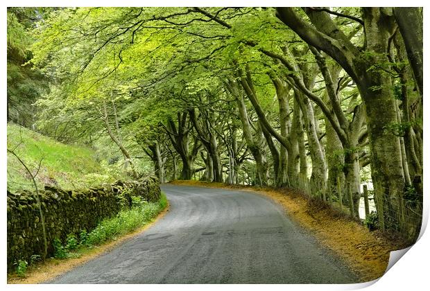 Beech trees in Cumbria Print by JC studios LRPS ARPS