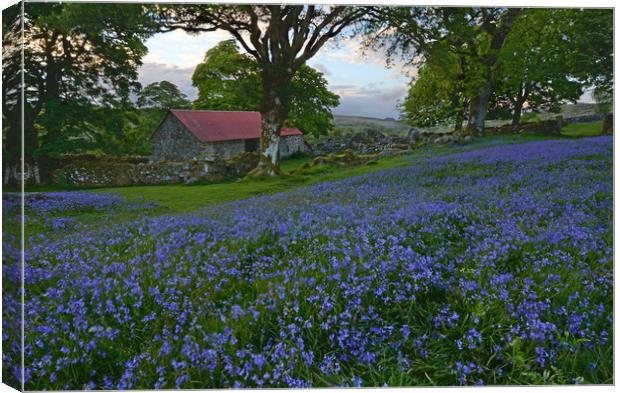 Bluebells at Emsworthy Mire Canvas Print by David Neighbour