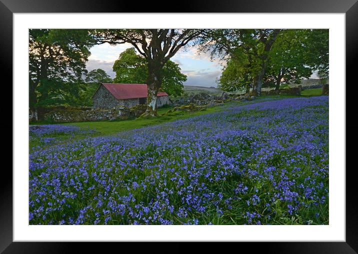 Bluebells at Emsworthy Mire Framed Mounted Print by David Neighbour