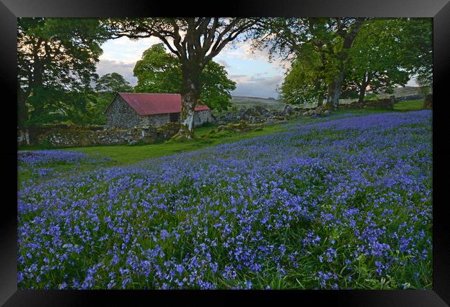 Bluebells at Emsworthy Mire Framed Print by David Neighbour