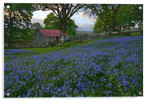 Bluebells at Emsworthy Mire Acrylic by David Neighbour