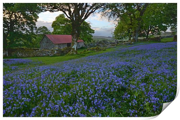 Bluebells at Emsworthy Mire Print by David Neighbour