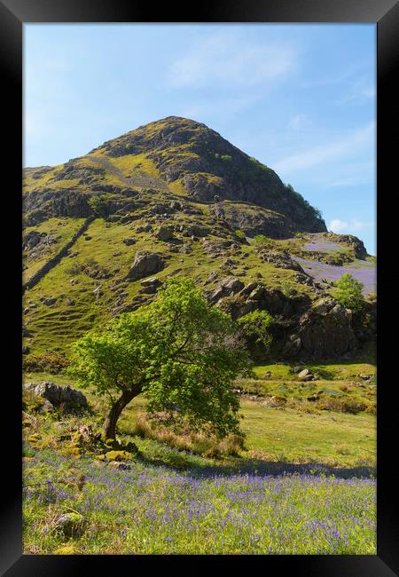 Rannerdale Bluebells Cumbria Framed Print by CHRIS BARNARD