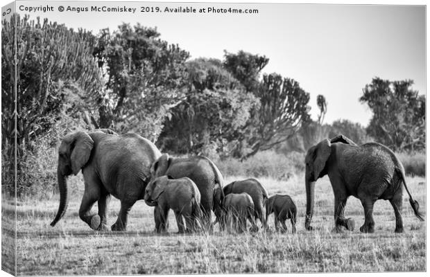 Elephants on the move Uganda mono Canvas Print by Angus McComiskey